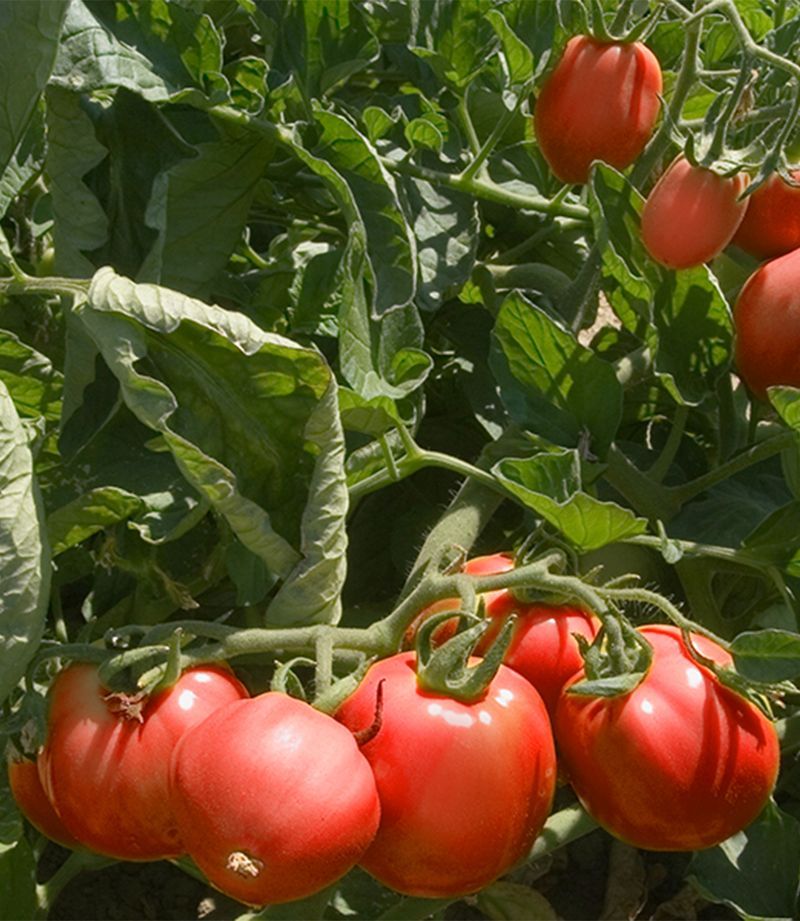 California, USA TOMATO PROCESSOR